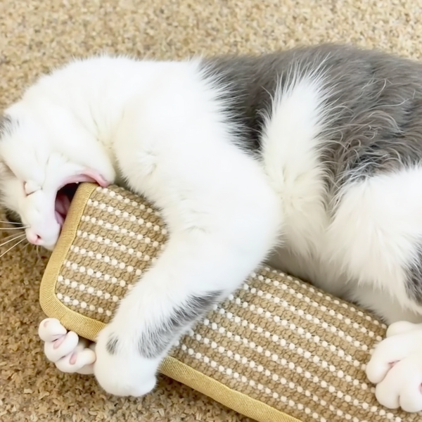 DjurFix BiteBuff™ - För din katts tandhälsa